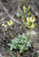 Draba pedicellata pedicellata