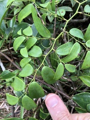 Smilax hypoglauca