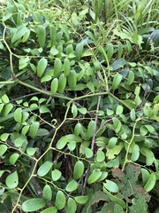 Smilax hypoglauca