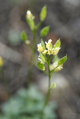 Draba pedicellata pedicellata