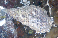 Cerithium