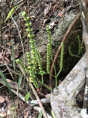 Gnetum luofuense