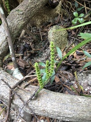 Gnetum luofuense