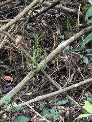 Gnetum luofuense