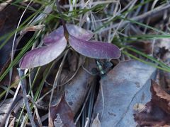 Obolaria virginica
