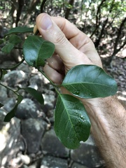 Gnetum luofuense