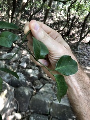 Gnetum luofuense