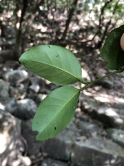 Gnetum luofuense