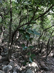 Gnetum luofuense
