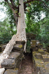 Lagerstroemia calyculata