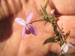 Pseuderanthemum praecox