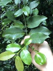 Gnetum luofuense
