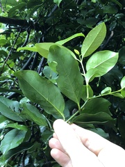 Gnetum luofuense