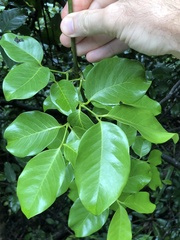 Gnetum luofuense