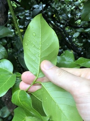 Gnetum luofuense