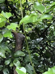 Gnetum luofuense