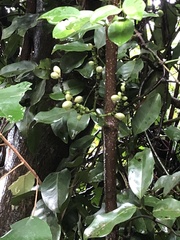 Gnetum luofuense