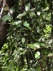 Gnetum luofuense