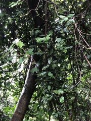 Gnetum luofuense
