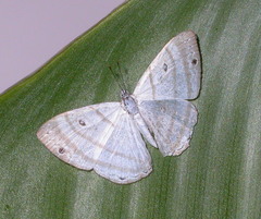 Leucochimona