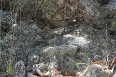 Thamnophis cyrtopsis collaris