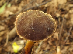 Xerocomellus pruinatus