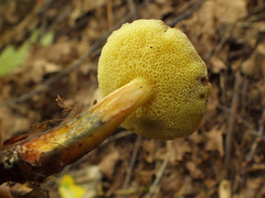 Xerocomellus pruinatus