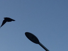 Corvus macrorhynchos