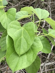 Tinospora sinensis