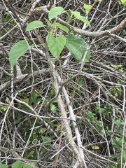 Tinospora sinensis