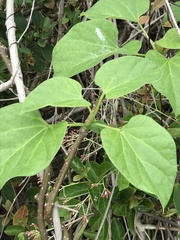 Tinospora sinensis