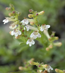 Penstemon deustus pedicellatus