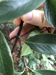 Garcinia oblongifolia