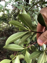 Garcinia oblongifolia