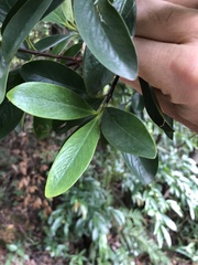 Garcinia oblongifolia