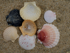 Pecten novaezelandiae