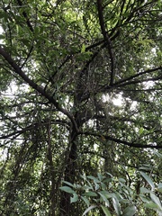 Garcinia oblongifolia