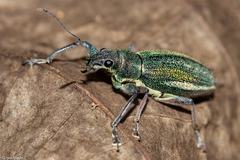 Naupactus auricinctus