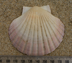 Pecten novaezelandiae