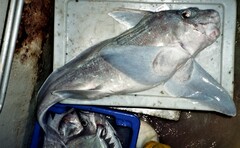 Carpenter's Chimaera photo 1