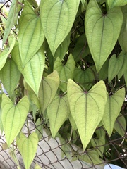 Dioscorea alata
