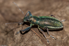 Naupactus auricinctus
