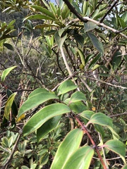 Lonicera longiflora