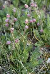 Geum triflorum ciliatum