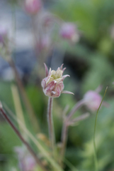 Geum triflorum ciliatum