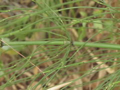 Equisetum myriochaetum