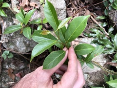 Urceola