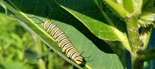 Monarch photographed in Tennessee