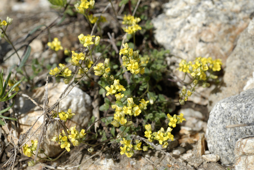 ball draba (Draba sphaeroides)