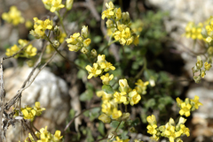 Draba sphaeroides